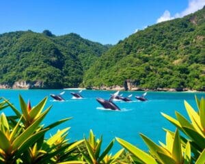 Drake Bay: Walbeobachtung und Dschungeltouren in Costa Rica
