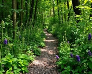 Kräuterwanderungen: Heilpflanzen erkennen