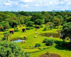 Siem Reap: Safari-Parks und traditionelle Tempelfeste