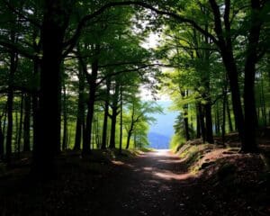 Wanderwege im Schwarzwald: Natur und Ruhe