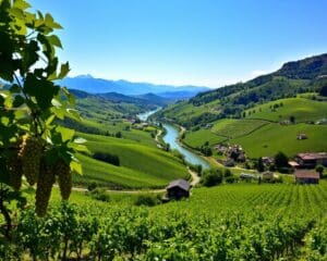 Weinberge in der Wachau: Genuss mit Aussicht